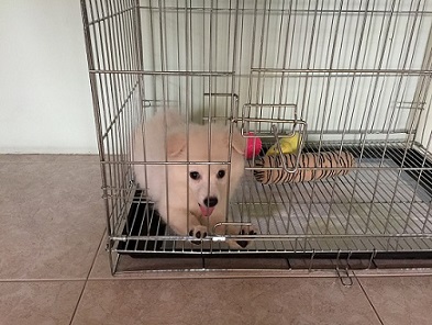 puppy in the cage